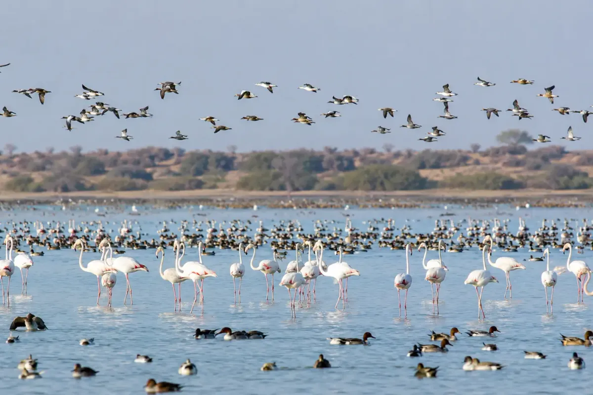 Chhari Dhand Bird Sanctuary Kutch: Complete Guide